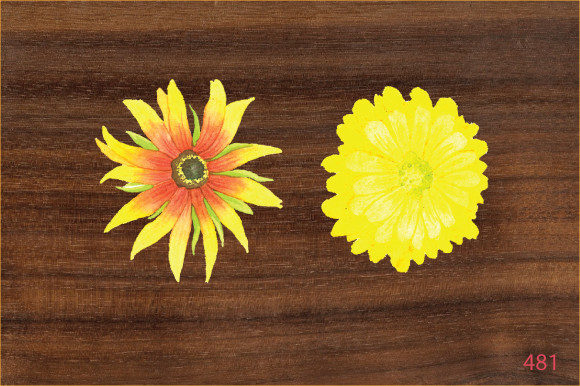 Hand Painted Watercolor Flower Design Illustrations