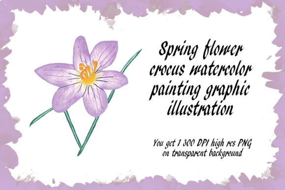 Spring Flower Crocus Watercolor Graphic and Illustrations