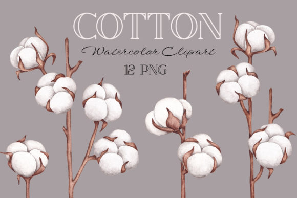 Watercolor Clipart “Cotton” and Illustrations
