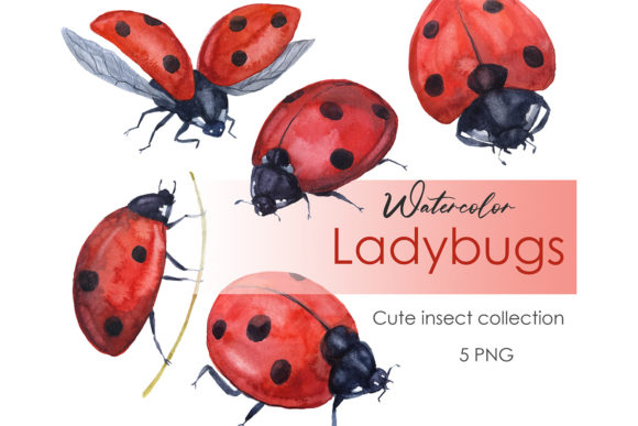 Watercolor Clipart Insect Ladybug Png and Illustrations