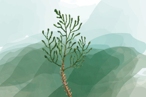 Watercolor Hand Painted Tree Clipart 477 and Illustrations