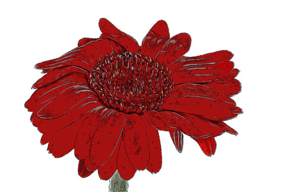 Watercolor Red Flower Drawing and Illustrations